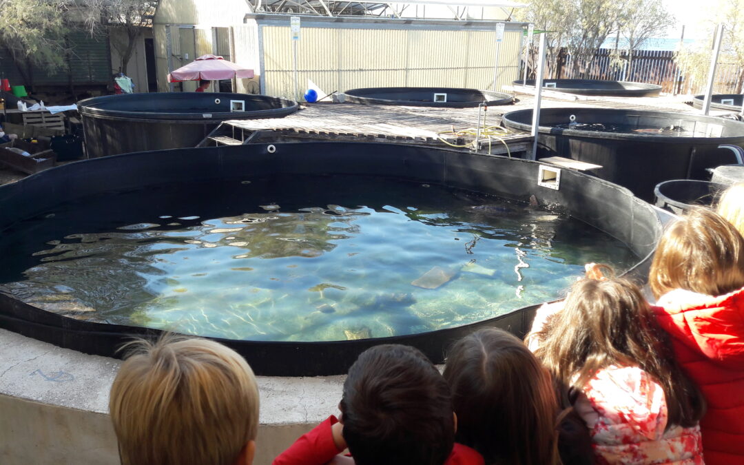 Η Α΄ τάξη στο Κέντρο Διάσωσης Θαλάσσιων Χελωνών